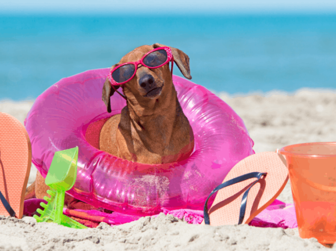 Chien détendu sur la plage avec lunettes de soleil et bouée rose.