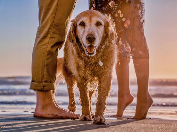 Glücklicher Hund am Strand zwischen zwei Personen.