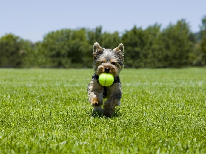 Cagnolino che corre con una pallina da tennis in bocca.